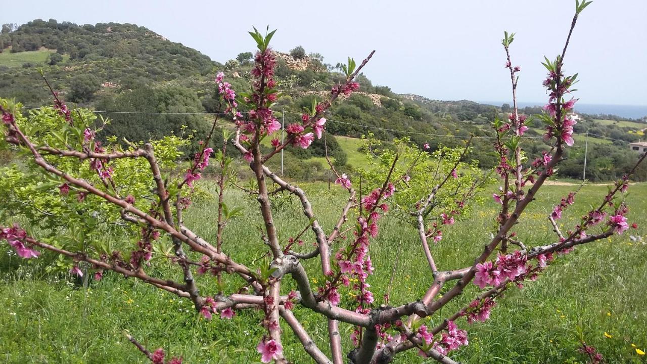 La Casetta Rosa Tertenìa المظهر الخارجي الصورة